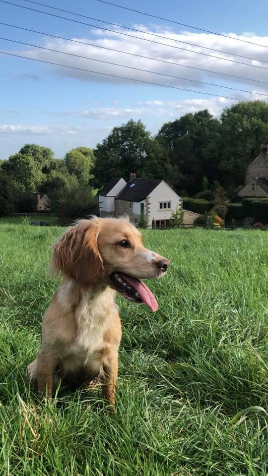 Șocul prin care a trecut un britanic după ce a ieșit cu câinele la plimbare