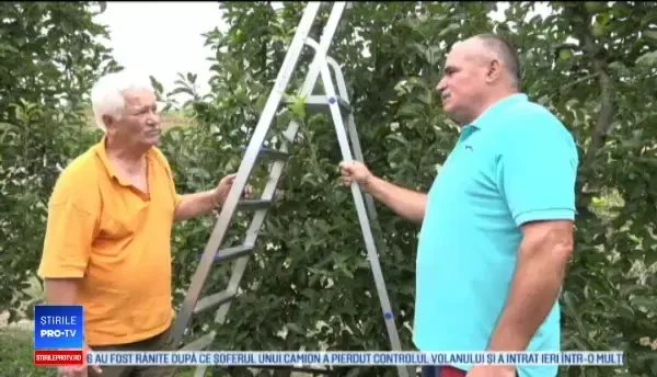 Vremea capricioasă a înjumătățit producția de mere. Cum sunt acoperite pierderile