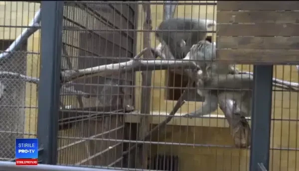 Animalele exotice preluate de la Nuțu Cămătaru au ajuns la ZOO Târgu Mureș