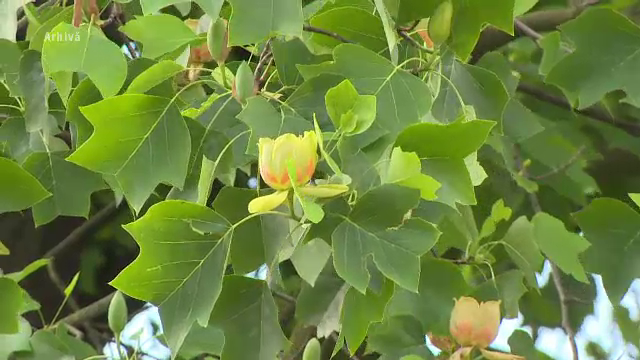 Copacul dintr-o specie rară care crește de 140 de ani în Valea Jiului. Cum arată