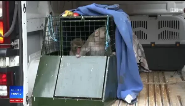 Unde au ajuns maimuțele confiscate din menajeria ilegală a lui Nuțu Cămătaru