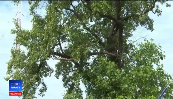 Copacul dintr-o specie rară care crește de 140 de ani în Valea Jiului. Cum arată