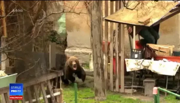 Sute de urși, în pericol să fie vânați la liber. Decizia luată de senatori