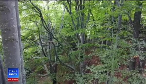 România ”își pierde” pădurile seculare. Ce arată poze spion făcute de armata SUA în 1968