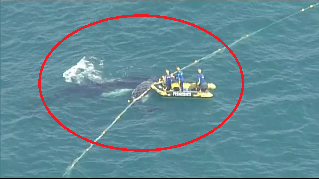 Pui de balenă, blocat într-o plasă în apropiere de țărm. Cum a fost salvat