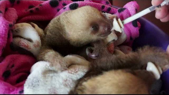 Leneșii din America de Sud și Centrală, pe cale de dispariție. Prin ce chinuri trec