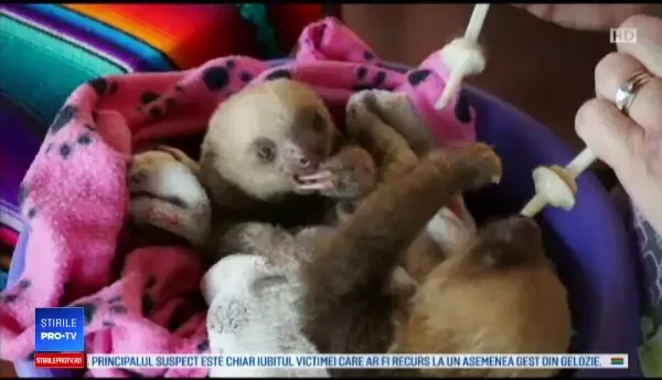 Leneșii din America de Sud și Centrală, pe cale de dispariție. Prin ce chinuri trec