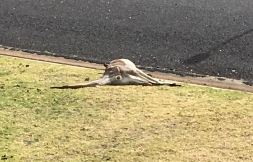 Un şofer a lovit mortal 20 de canguri în sud-estul Australiei