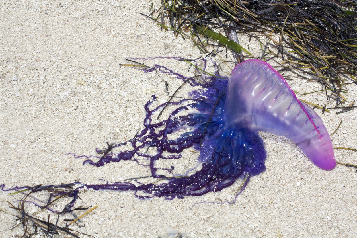 Motivul pentru care unor turiști li s-a interzis accesul pe o plajă cunoscută din Portugalia