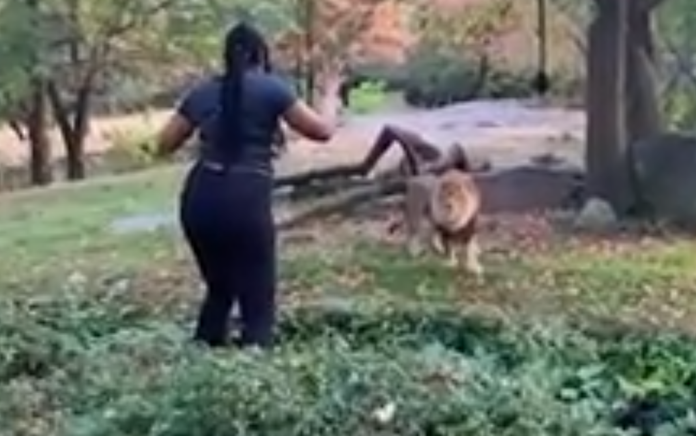 Scene șocante filmate la un zoo din SUA. O femeie a sărit în cușca leilor. VIDEO