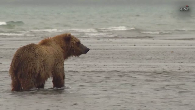 Concurs inedit pentru urșii din Alaska. Cum s-au "antrenat" animalele