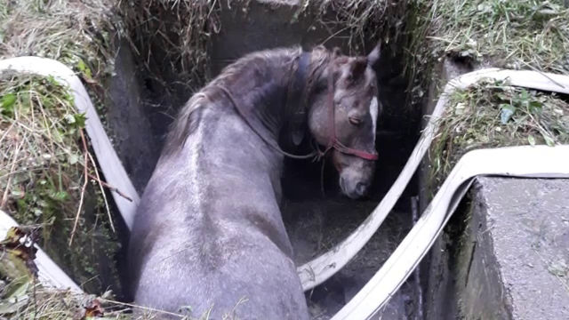 Cal salvat de pompierii maramureșeni după ce a căzut într-un canal