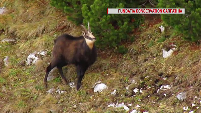 Sute de capre negre, în bătaia puștii după o decizie a Ministerului. Activiștii sunt revoltați