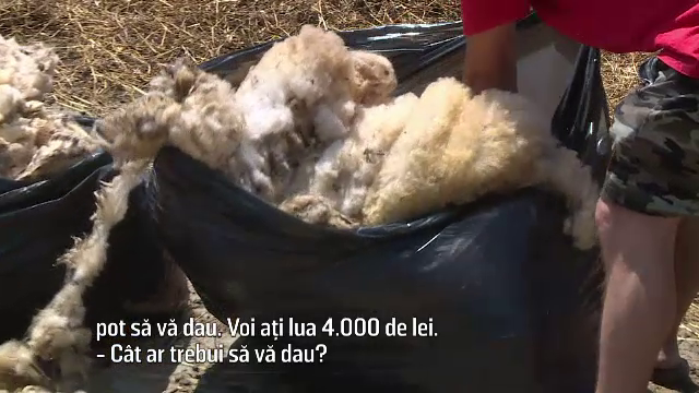 Metoda ilegală prin care fac bani ciobanii și samsarii de lână. Statul oferă 2 lei la kg