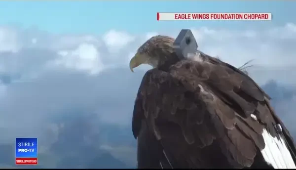 Cercetătorii au montat o cameră de filmat pe un vultur. Imaginile surprinse