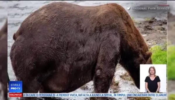 Concurs inedit pentru urșii din Alaska. Cum s-au "antrenat" animalele