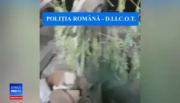Locul din România unde DIICOT a găsit plante de canabis de 4 metri înălţime