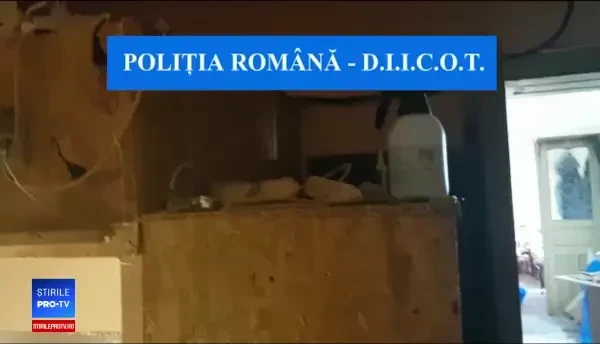 Patru persoane, reţinute de procurorii DIICOT sub acuzaţia că au înfiinţat două culturi de canabis