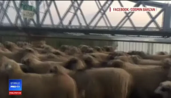 Ciobani cu oi, surprinși pe Autostrada Soarelui. CNAIR: "Asta este situaţia!"