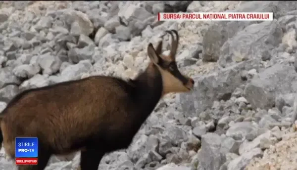 Sute de capre negre, în bătaia puștii după o decizie a Ministerului. Activiștii sunt revoltați