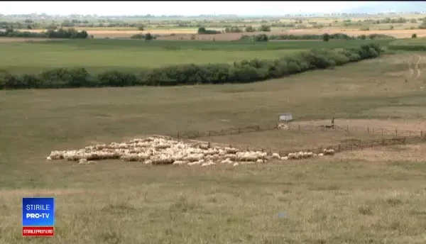 Metoda ilegală prin care fac bani ciobanii și samsarii de lână. Statul oferă 2 lei la kg