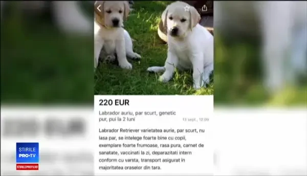 Pățania unei tinere care a cumpărat mai ieftin un labrador de pe internet