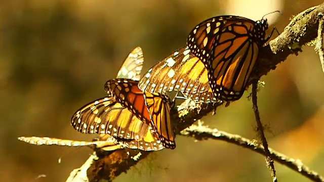 Fluturii mutanţi care mănâncă plante otrăvitoare. Cum au evoluat