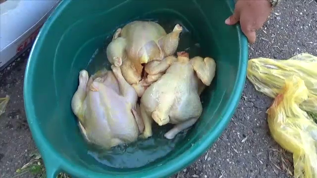 Afacerea vopsirii găinilor ca să pară că sunt ”de țară”. Cât de periculoasă poate fi carnea