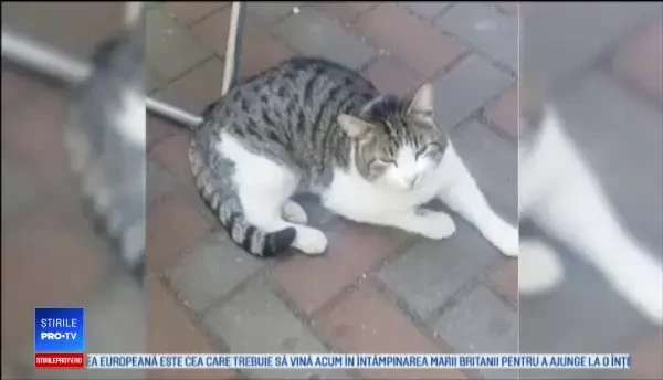 Acuzaţii grave în Braşov, după dispariţia motanului Grigoraş. Ce au văzut stăpânii pe camere