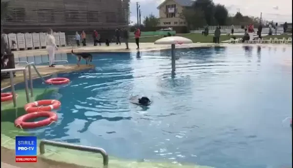 Distracție pentru zeci de căței la un eveniment caritabil, în Baia Mare