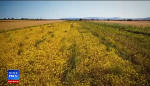 Soia modificată genetic în țară, deși e interzisă. Descoperirea făcută pe o plantație ilegală