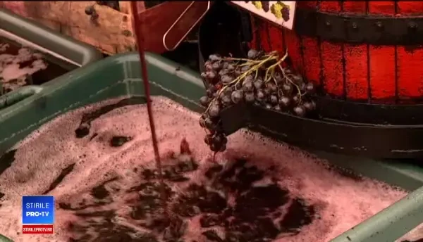 Podgoriile vor da cel mai bun vin din ultimii 20 de ani. Ce mai spun proprietarii de crame