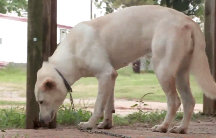 Femeie împușcată de câinele său în timp ce se afla în mașină. Cum s-a petrecut incidentul