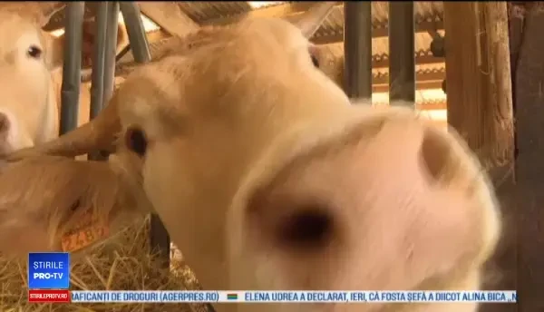 Francezii se pregătesc de vremuri negre după Brexit. "Ne bântuie o mare îngrijorare"