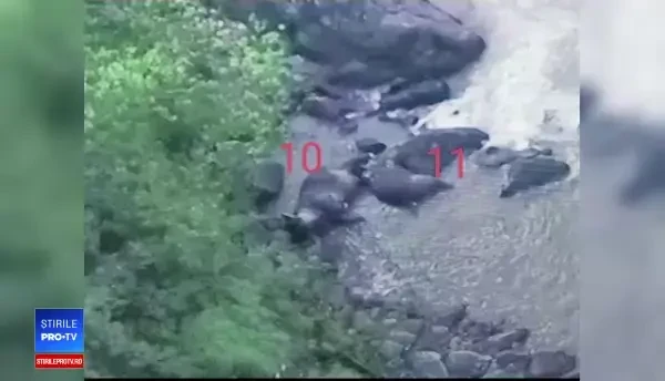 11 elefanți, găsiți morți la baza unei cascade din Thailanda. Scenele filmate cu o dronă