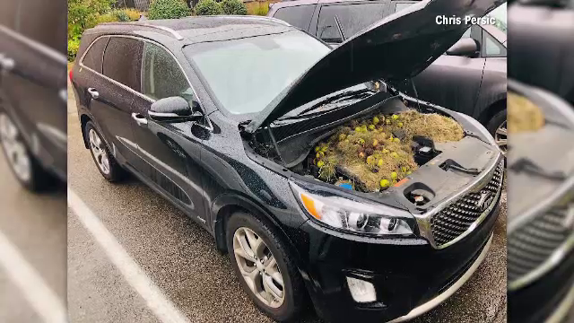 Descoperirea făcută de o femeie sub capota mașinii, după ce nu a folosit-o câteva zile