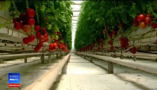 Legumele pentru care fermierii vor primi subvenții din partea Guvernului: "Sunt mulțumit"