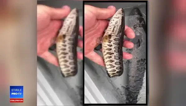 Pești care pot supraviețui pe uscat descoperiți în Asia. Populația, avertizată să îi ucidă