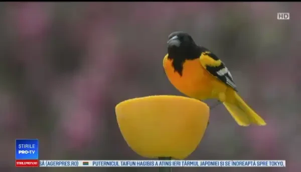 Speciile în pericol din cauza încălzirii globale. Temerile oamenilor de știință