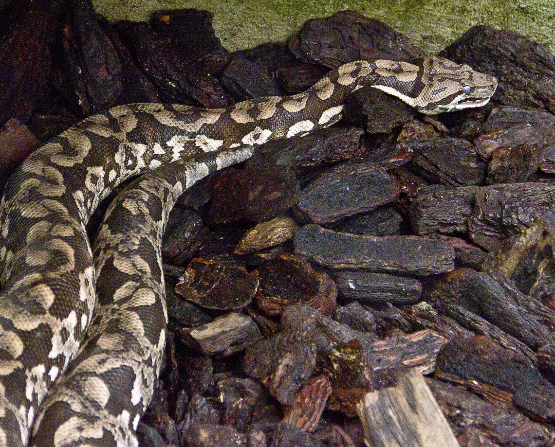 Femeie găsită moartă într-o casă în care se aflau peste 140 de șerpi