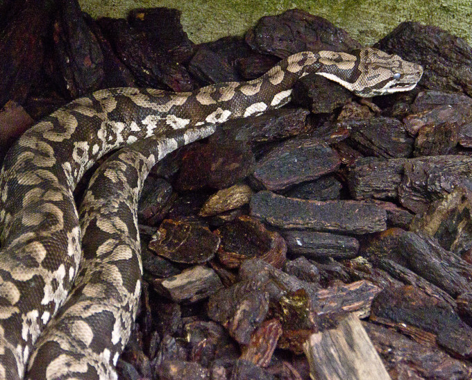 Panica intr-o metropola. De ce banuiesc autoritatile ca in oras se ascunde un sarpe gigantic