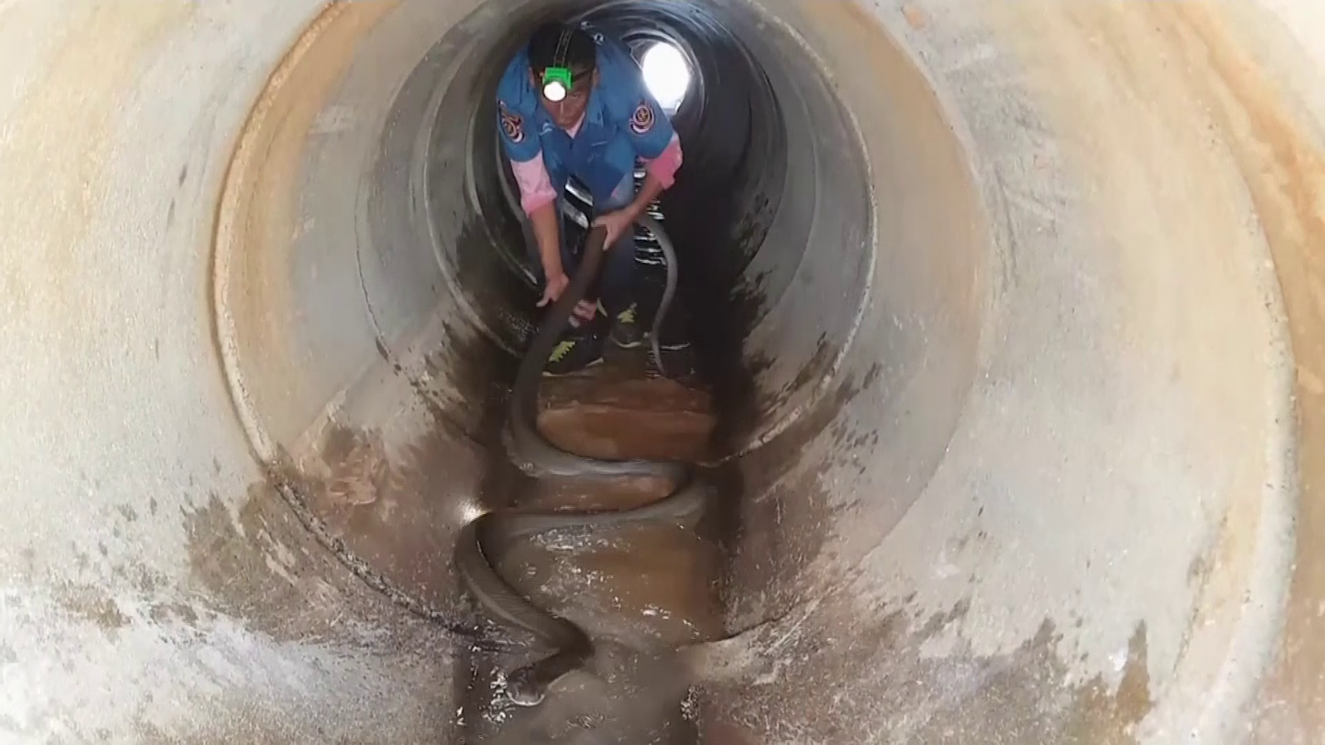 Cobră regală de 4 metri, prinsă cu mâinile goale în canalizarea unui oraş. VIDEO uluitor