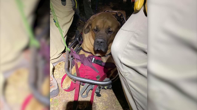 Câine de 85 de kilograme, salvat de pe munte, după ce a leşinat de oboseală