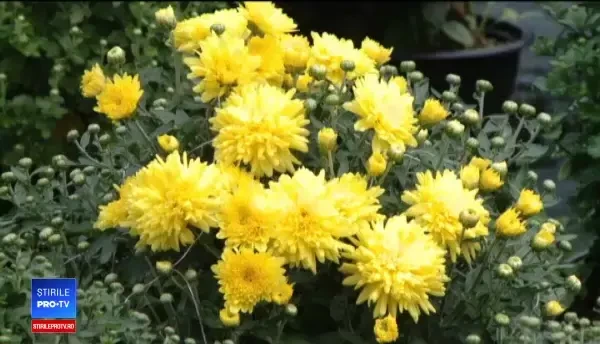 Un fermier a plantat 10.000 de ghivece cu crizanteme. Ce profit a scos după un an profit