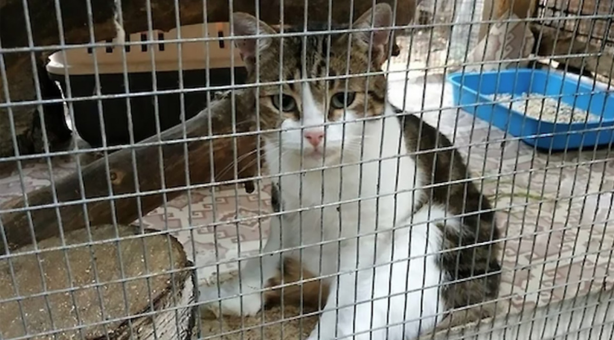 Doi traficanţi de droguri ar putea scăpa de acuzaţii datorită unei pisici "cărăuş"