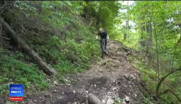 Autorităţile vor să taie 8.000 de copaci lângă Braşov, ca să facă un drum forestier