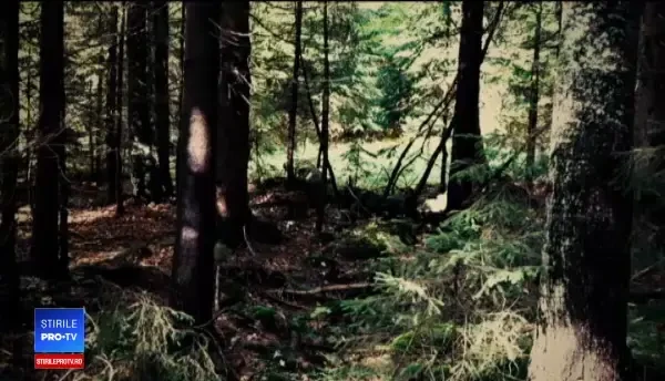 Pădurarul din Maramureș a fost împușcat chiar cu arma lui. Mai mulți suspecți sunt audiați