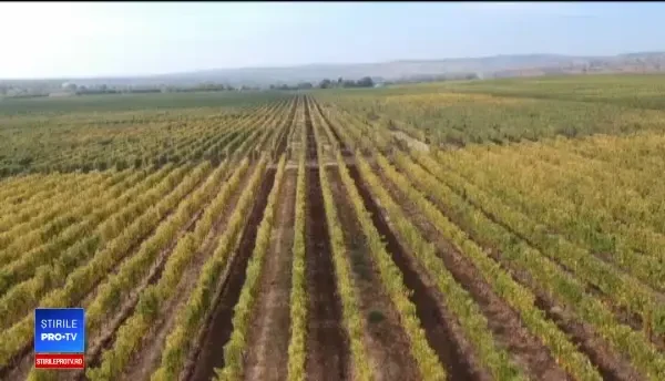 Turiștii străini vin în România să muncească la fermă. Impresia unor turiști din Israel