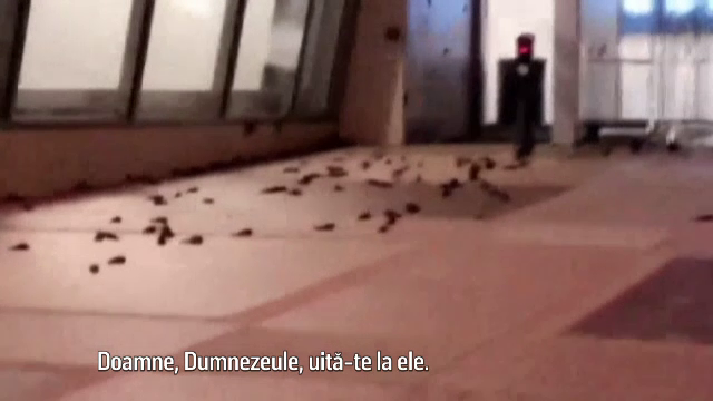 Scene de groază pe terasa unei clădiri. Sute de păsări găsite moarte