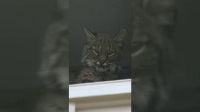 Creatura care a intrat într-o şcoală în timpul orelor. Elevii au vrut să-şi facă selfie cu ea